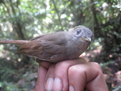 Alcippe brunneicauda