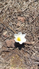 Zephyranthes fosteri, photograph (c) Eduardo Manuel Quiroz Lozano, some rights reserved (CC BY)