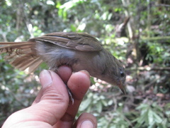 Alcippe brunneicauda