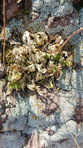Selaginella pallescens, photograph 5