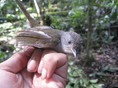 Alcippe brunneicauda