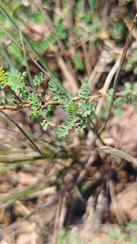 Dalea lutea