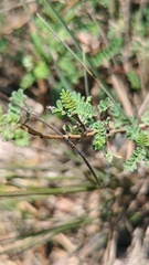 Dalea lutea, photograph (c) Eduardo Manuel Quiroz Lozano, some rights reserved (CC BY)