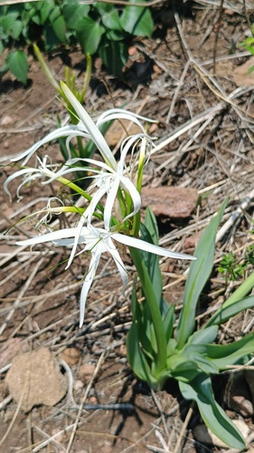 Hymenocallis harrisiana, photograph 2