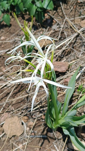 Hymenocallis harrisiana, photograph 1