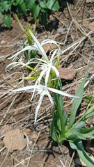Hymenocallis harrisiana