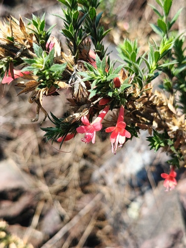 Loeselia mexicana, photograph 4
