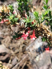 Loeselia mexicana, photograph (c) Eduardo Manuel Quiroz Lozano, some rights reserved (CC BY)