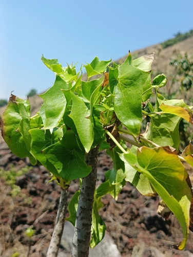Pittocaulon praecox, photograph 1