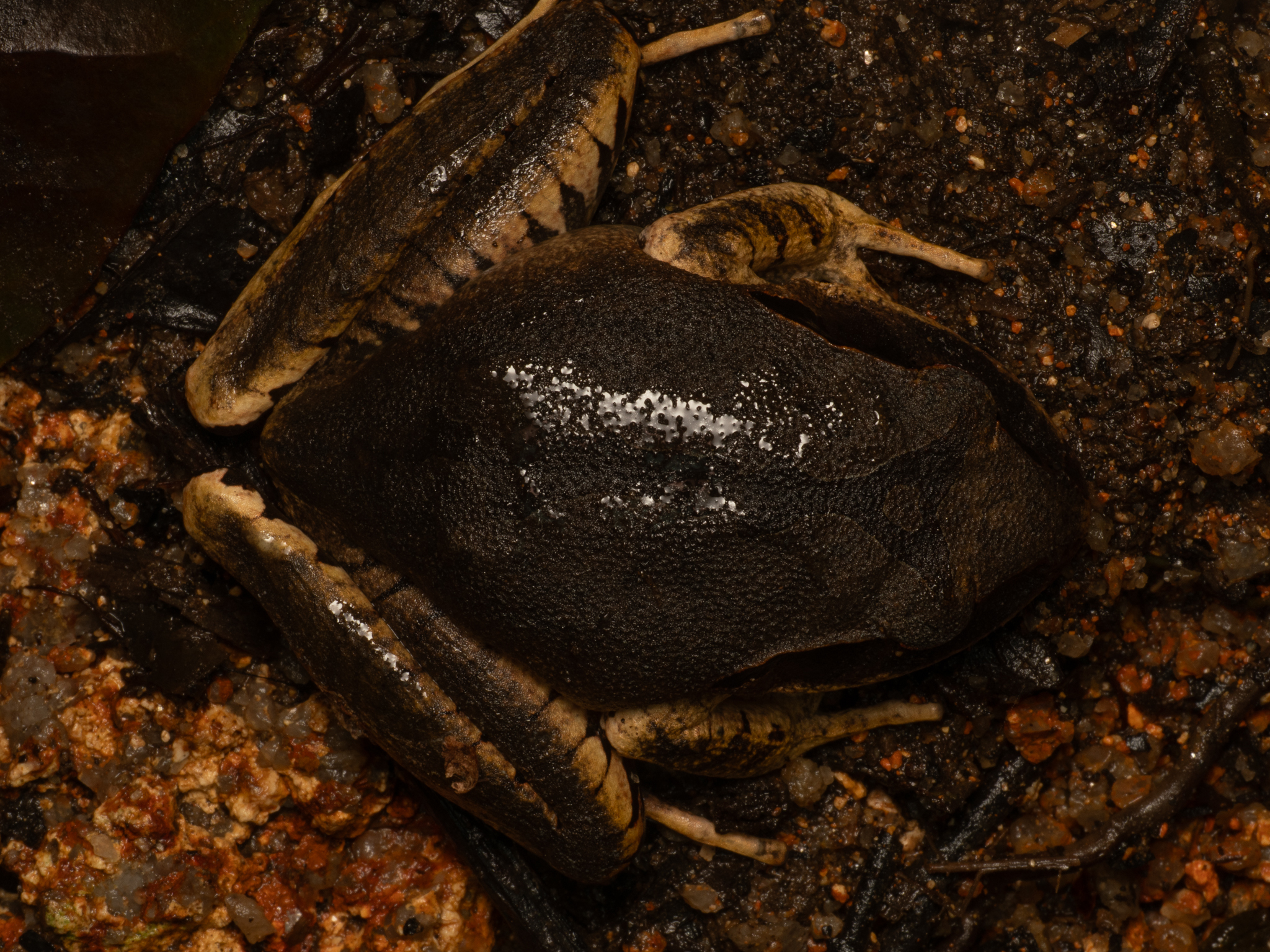 Carbine Frog photo 4