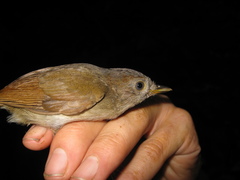 Alcippe brunneicauda