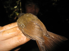 Alcippe brunneicauda