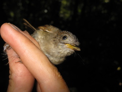 Alcippe brunneicauda