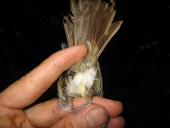 Alcippe brunneicauda