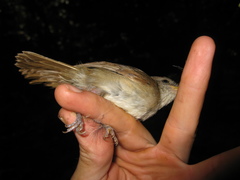 Alcippe brunneicauda