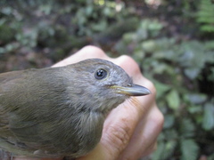 Alcippe brunneicauda