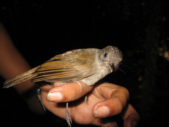 Alcippe brunneicauda