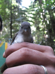 Alcippe brunneicauda