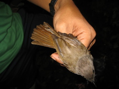 Alcippe brunneicauda