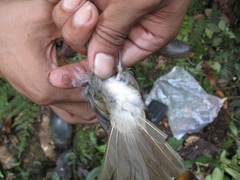 Alcippe brunneicauda