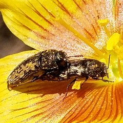 Acmaeodera neglecta neoneglecta