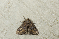 Calliteara baibarana