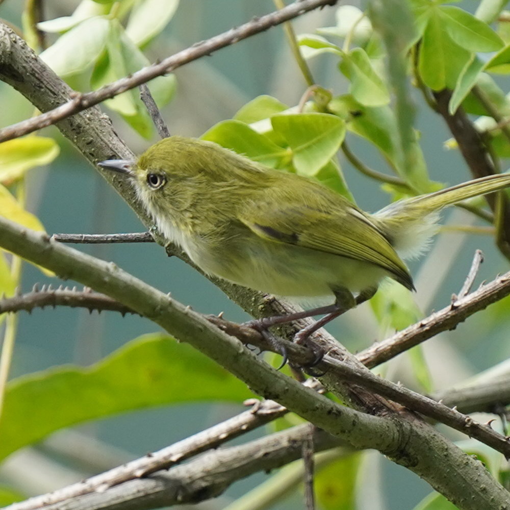 Hangnest Tody-Tyrant (Hemitriccus nidipendulus), photo 7