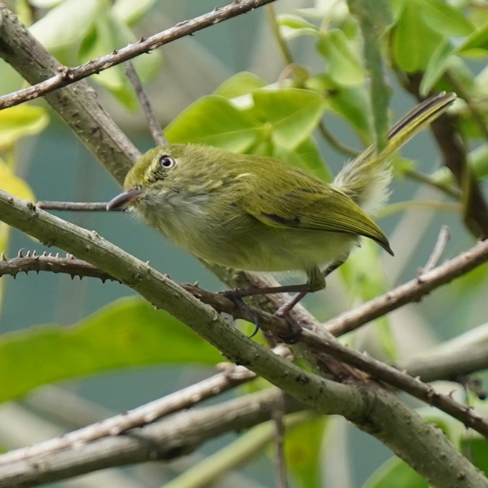 Hangnest Tody-Tyrant (Hemitriccus nidipendulus), photo 6