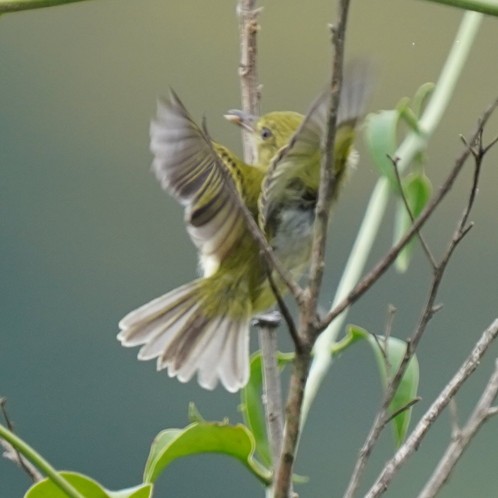 Hangnest Tody-Tyrant (Hemitriccus nidipendulus), photo 5