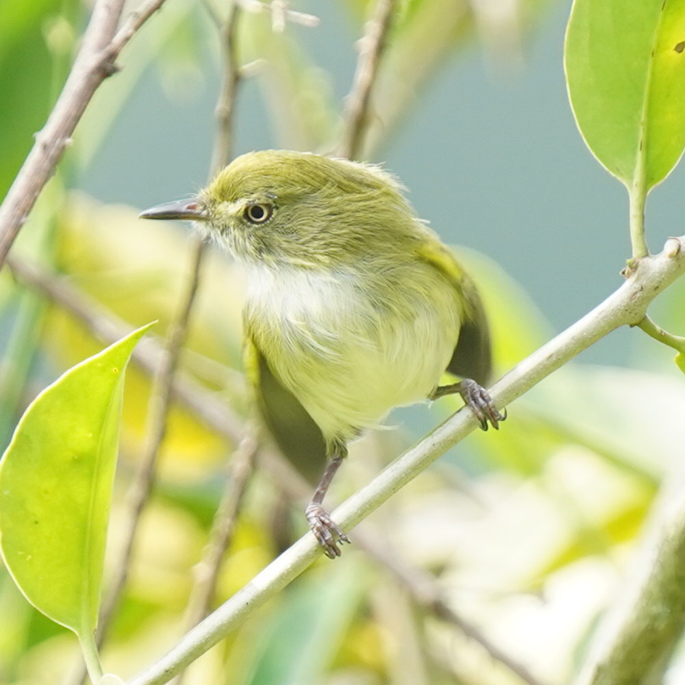 Hangnest Tody-Tyrant (Hemitriccus nidipendulus), photo 8