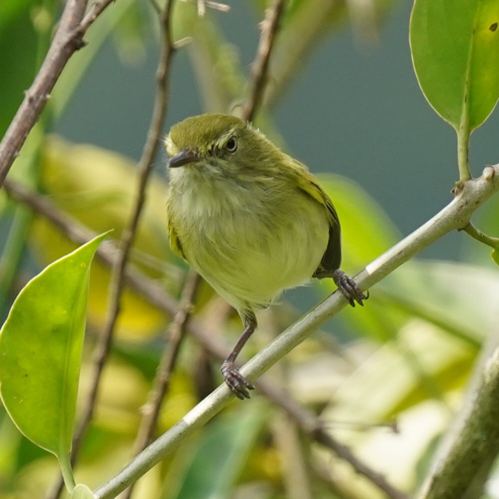 Hangnest Tody-Tyrant (Hemitriccus nidipendulus), photo 9