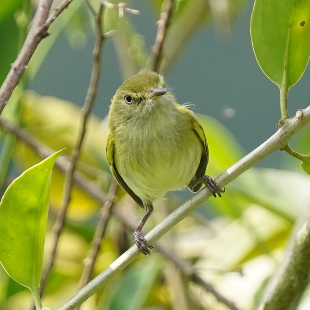 Hangnest Tody-Tyrant (Hemitriccus nidipendulus), photo 10