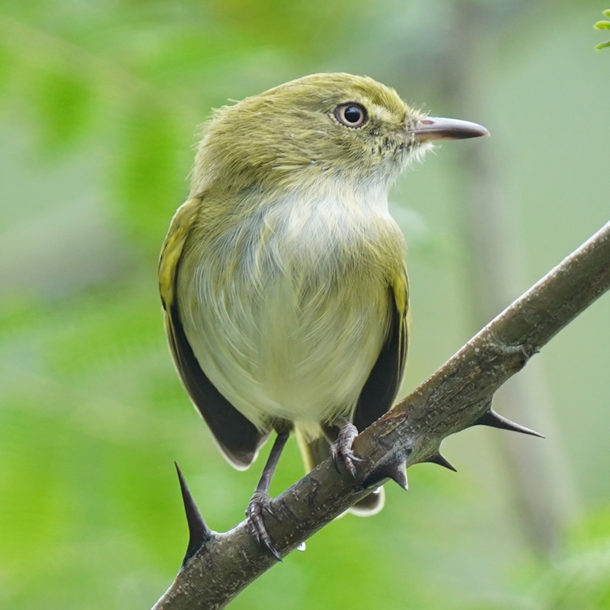 Hangnest Tody-Tyrant (Hemitriccus nidipendulus), photo 2