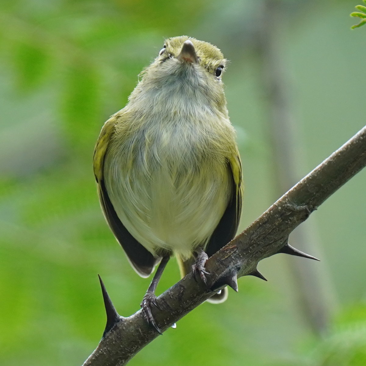 Hangnest Tody-Tyrant (Hemitriccus nidipendulus), photo 3