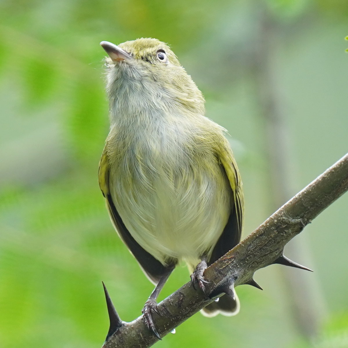 Hangnest Tody-Tyrant (Hemitriccus nidipendulus), photo 4