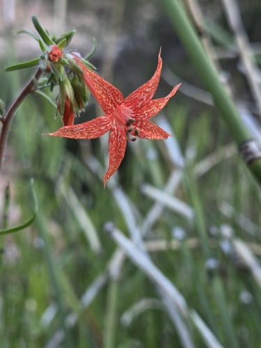 Scarlet Gilia