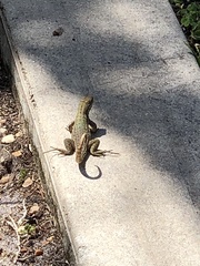 Leiocephalus carinatus