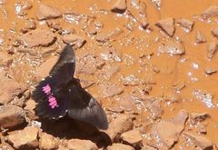 Heraclides anchisiades capys