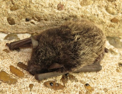 Silver-tipped Myotis