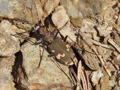 Cicindela sylvicola