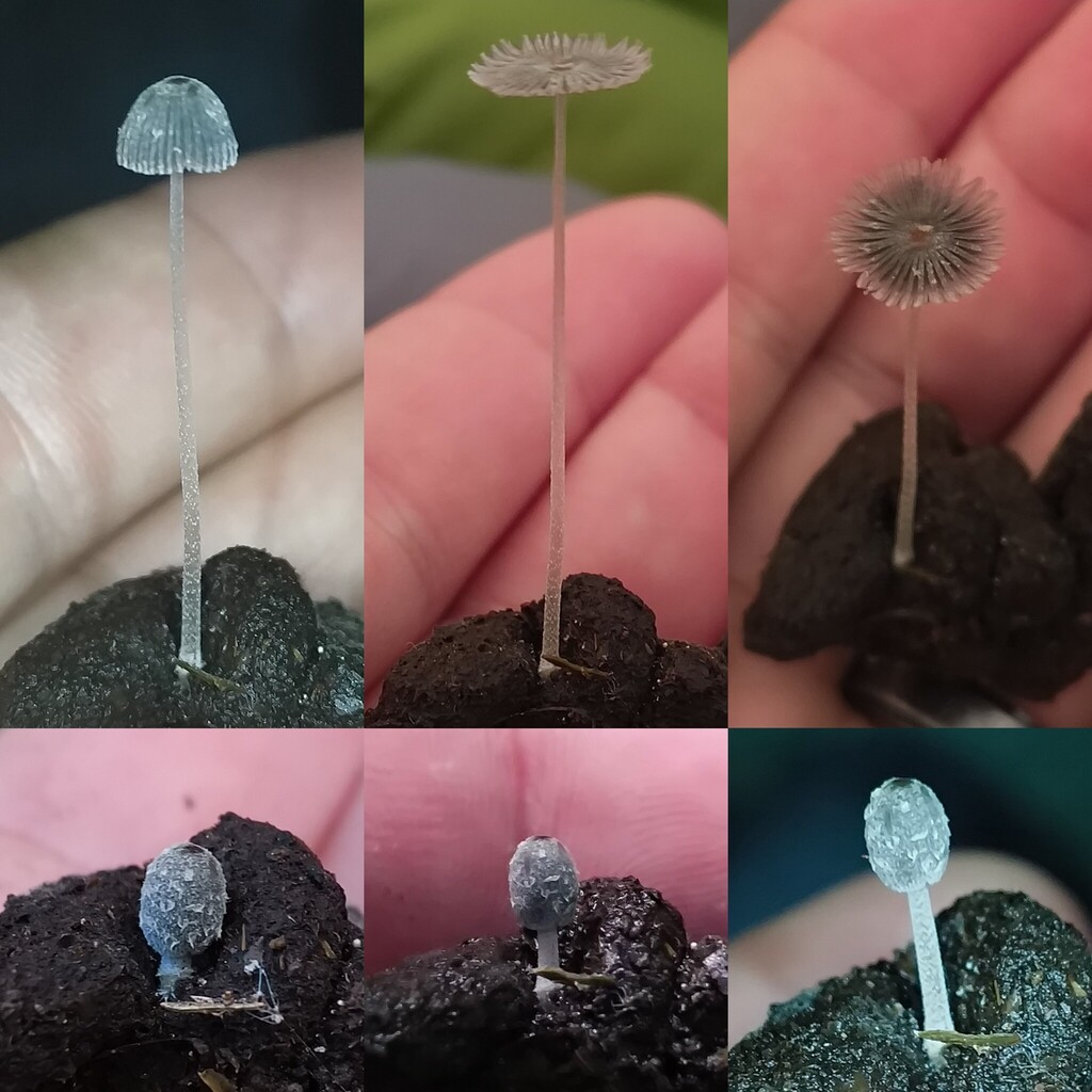 Coprinopsis luteocephala
