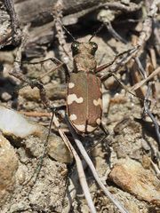 Cicindela sylvicola