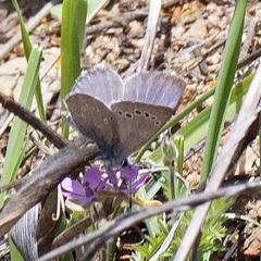 Glaucopsyche lygdamus australis