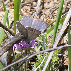 Glaucopsyche lygdamus australis