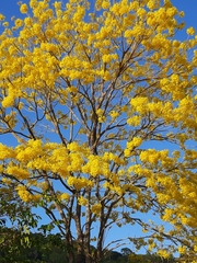 Handroanthus guayacan
