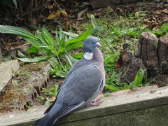 Columba palumbus