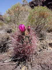Sclerocactus polyancistrus