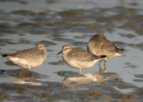 Correlimos gordo (Calidris canutus)