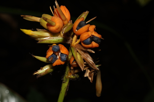Goeppertia elliptica