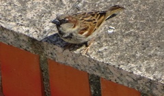 Passer domesticus